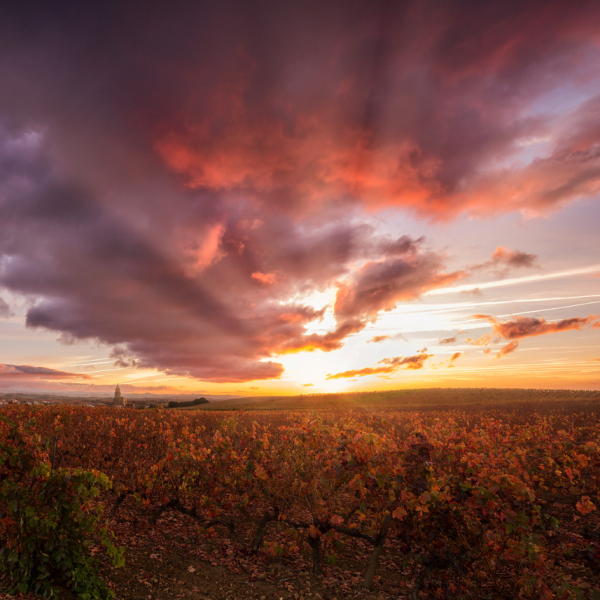 Rioja Rioja